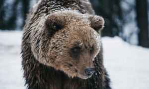 Brown bear in snow