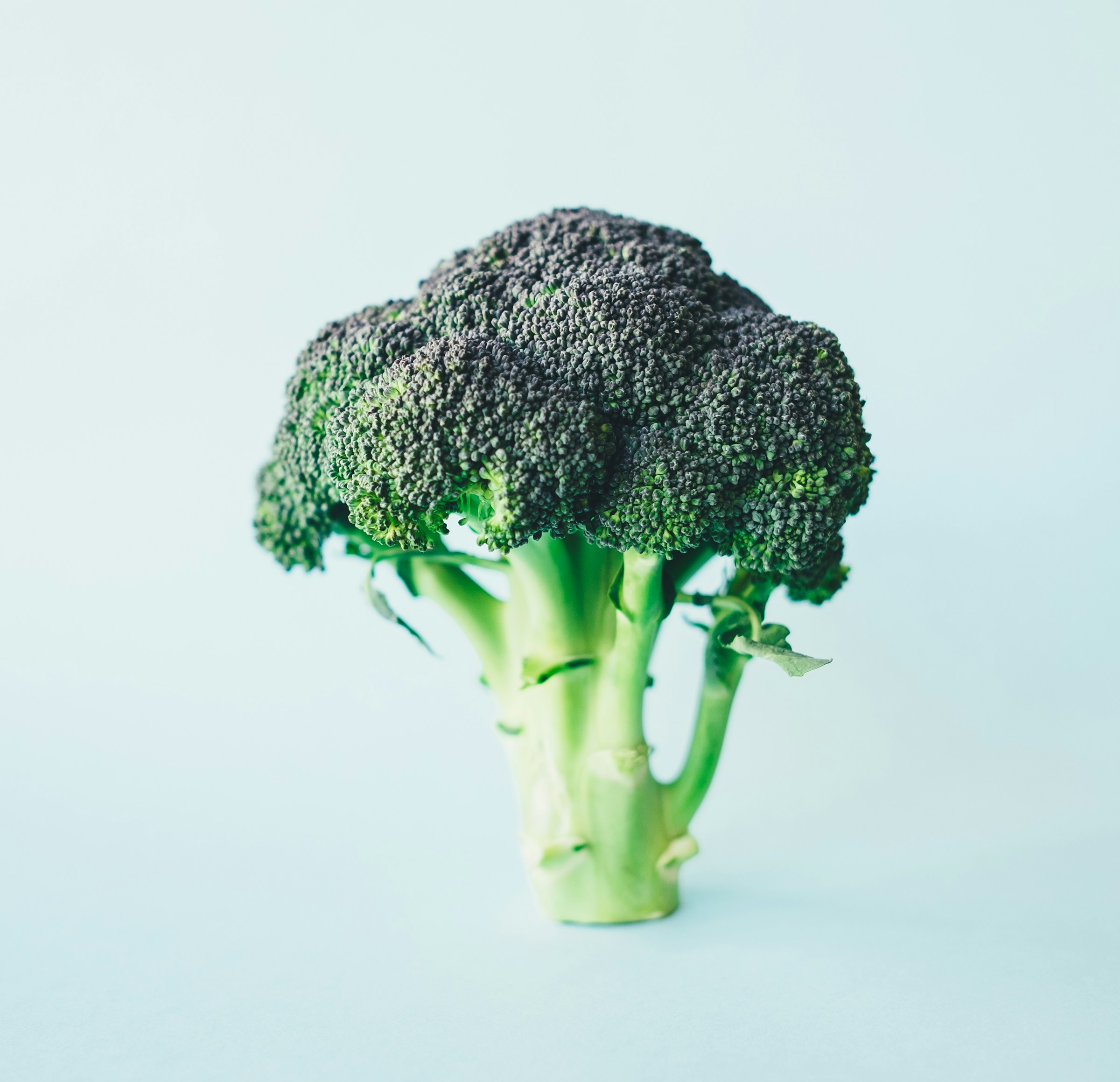 green broccoli on light blue background