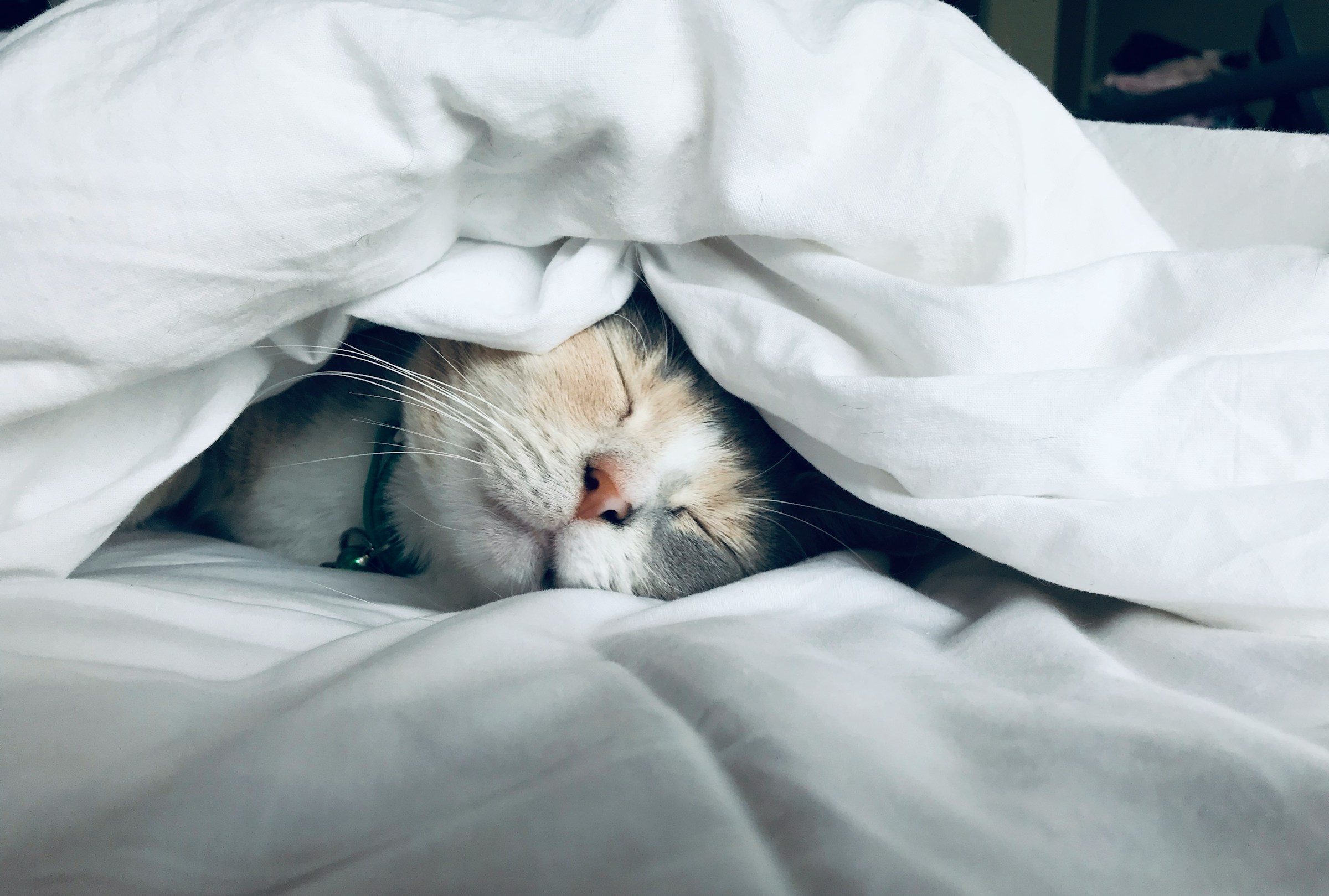 White cat snuggling sleeping in white blanket sheets in bed