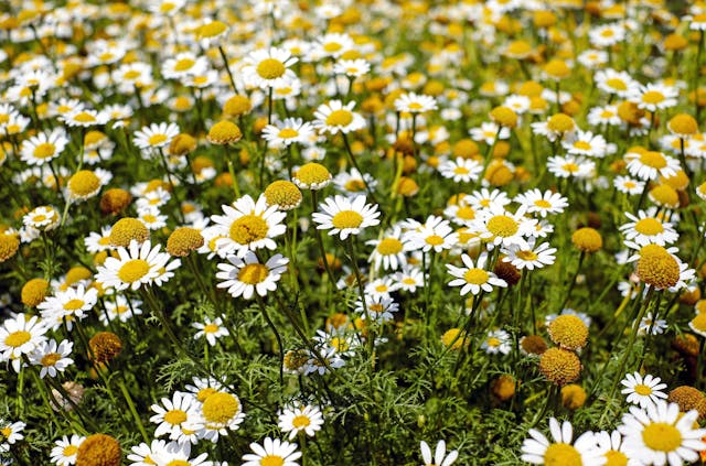 chamomile flower