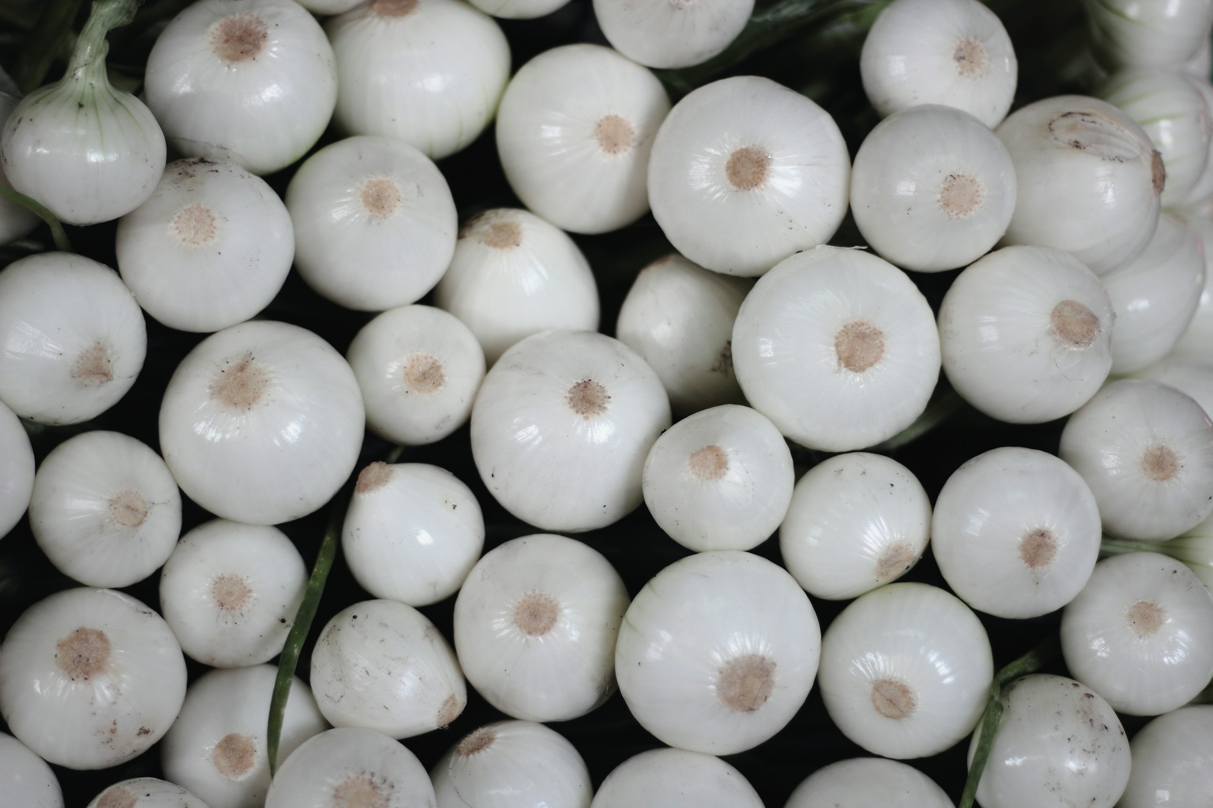 White onions