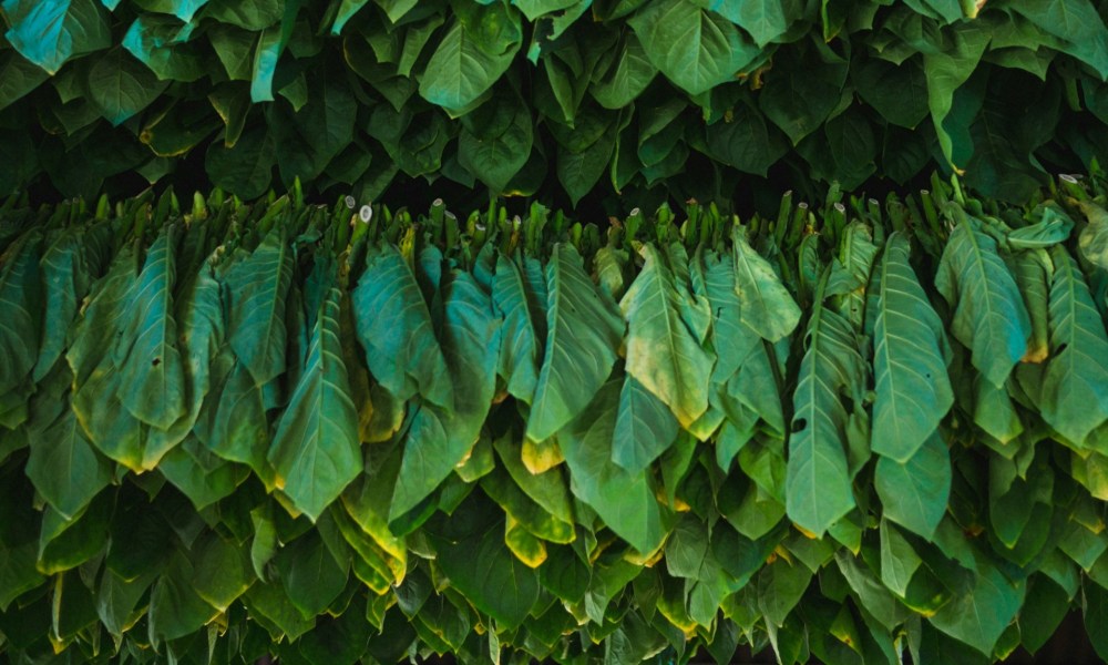 Fresh tobacco leaves hanging to dry, yet still green as ever.