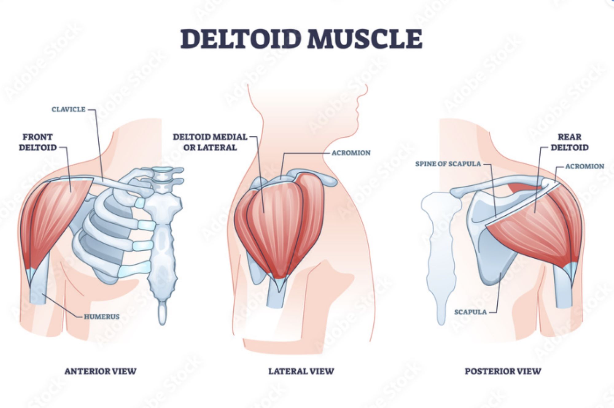 diagram of rear deltoid muscles in shoulder