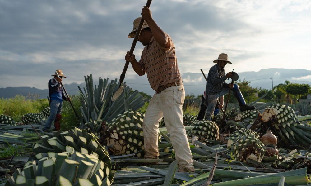 Harvesting agave.