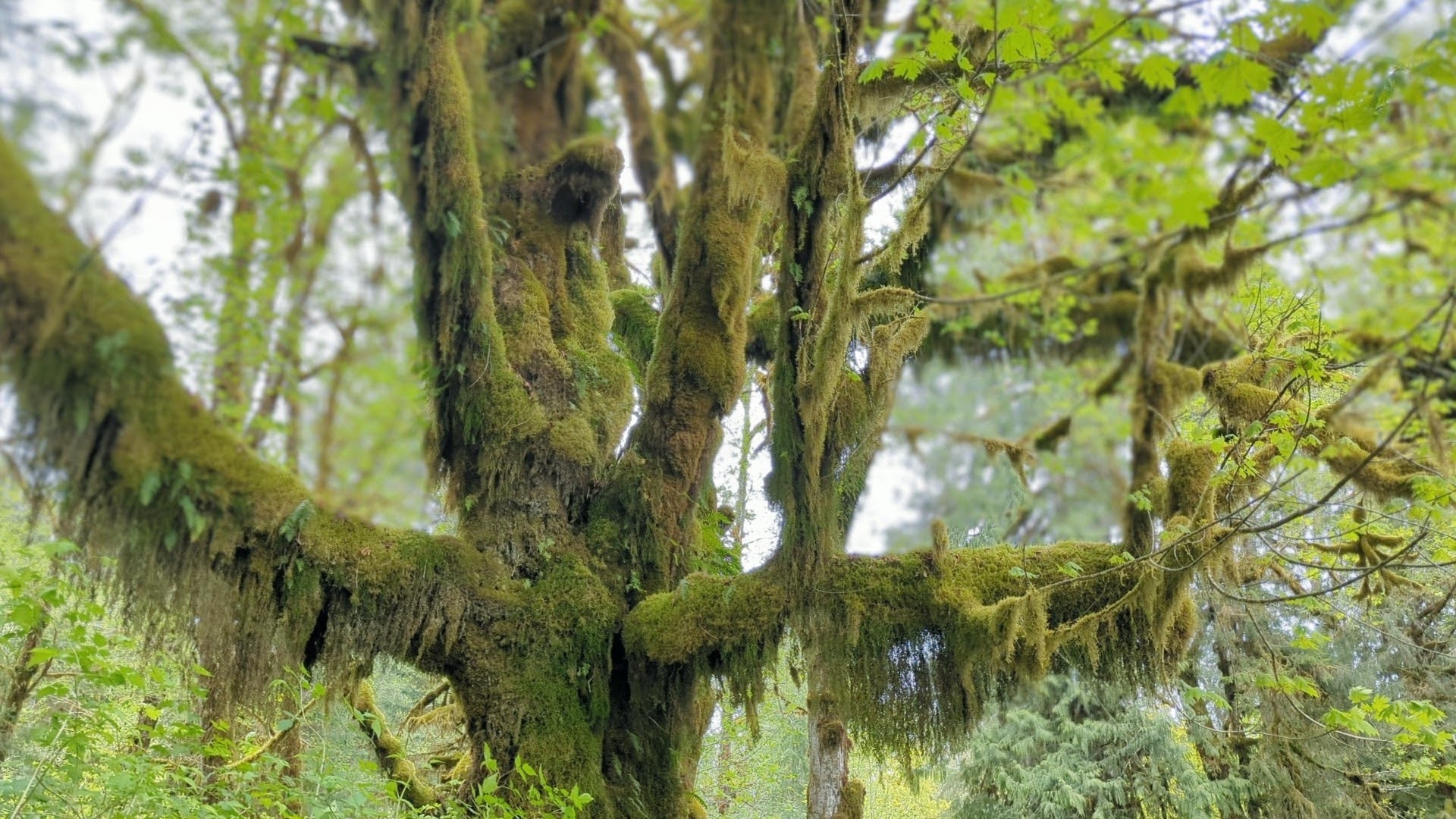 Moss and Lichon covered tree in the Quinault Rainforest