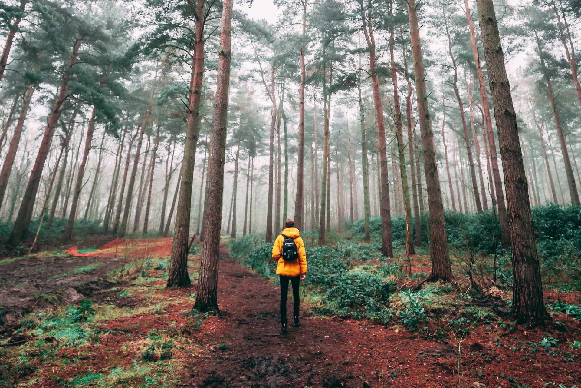 Man wearing yellow jacket and backpack hiking or rucking in forest or woods with tall trees