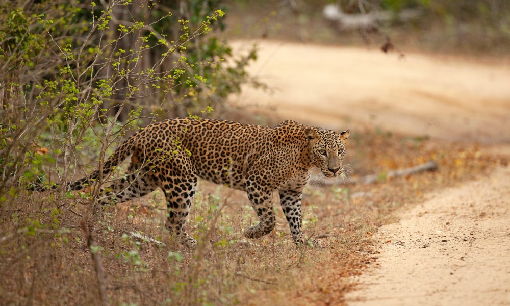 Leopard in Yala National Park