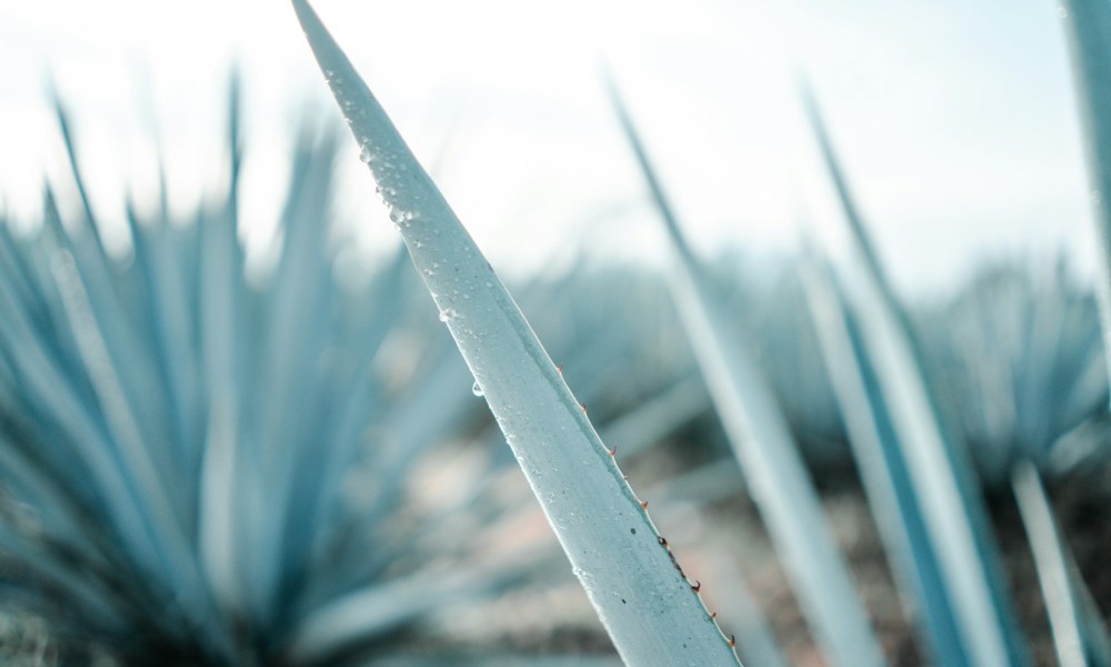 Agave