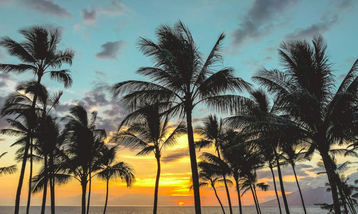 Palm trees in Hawaii