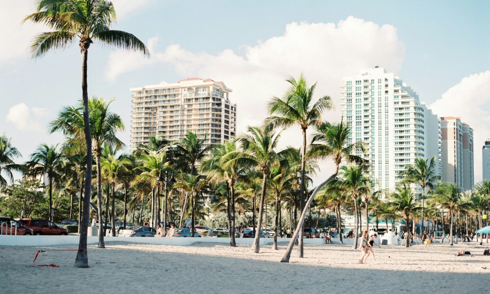 Palm trees in Miami