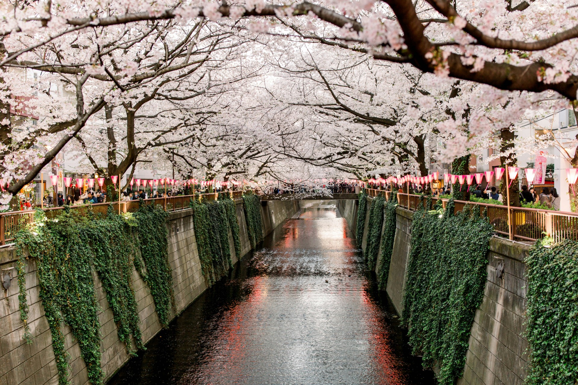 Japan flowers and trees