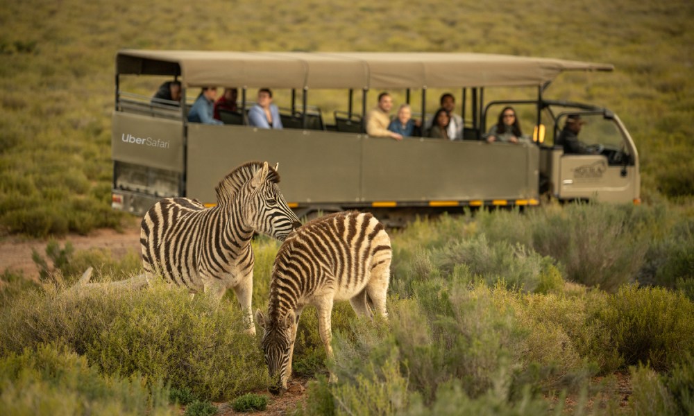 uber safari app  game drive zebra 1