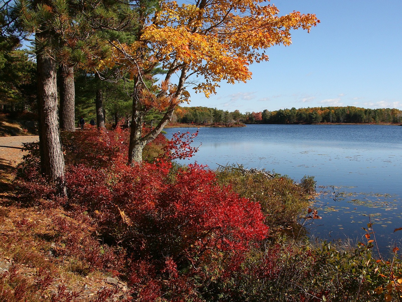 Everything you need to know about viewing fall foliage at Acadia