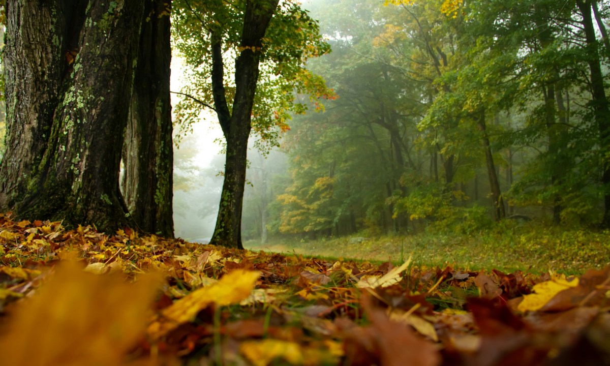 Shenandoah National Park in the fall