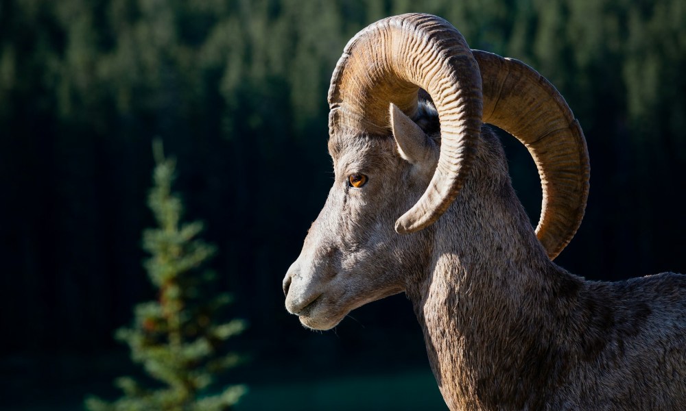 Bighorn sheep