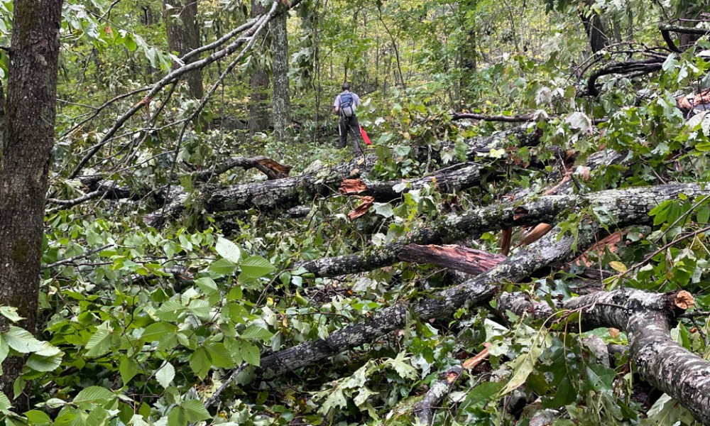 Chadwell Gap Trail after Hurricane Helene at Cumberland National Historical Park