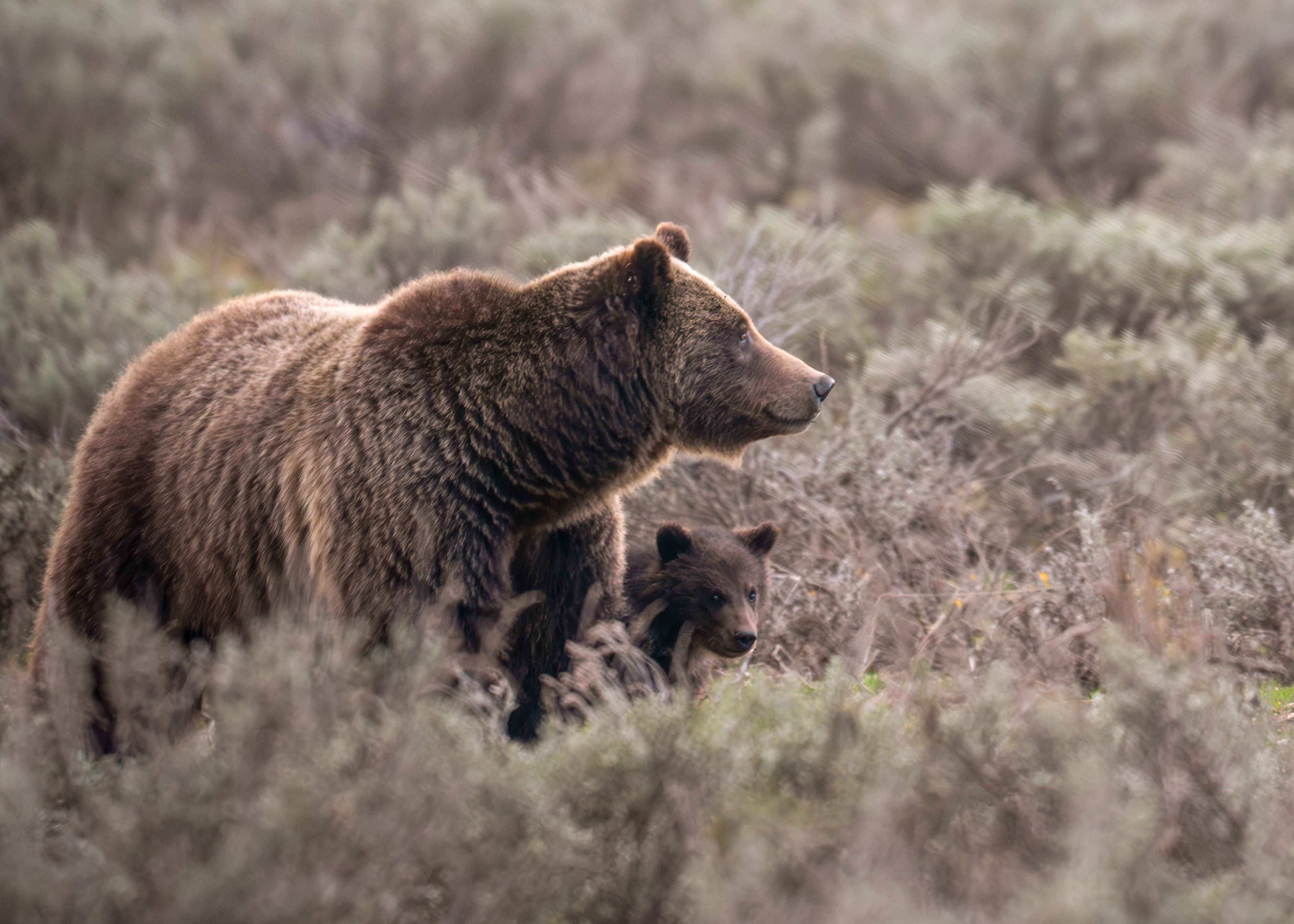 Grand Teton's Beloved Bear Grizzly 399 Meets Tragic Demise In A Vehicle ...