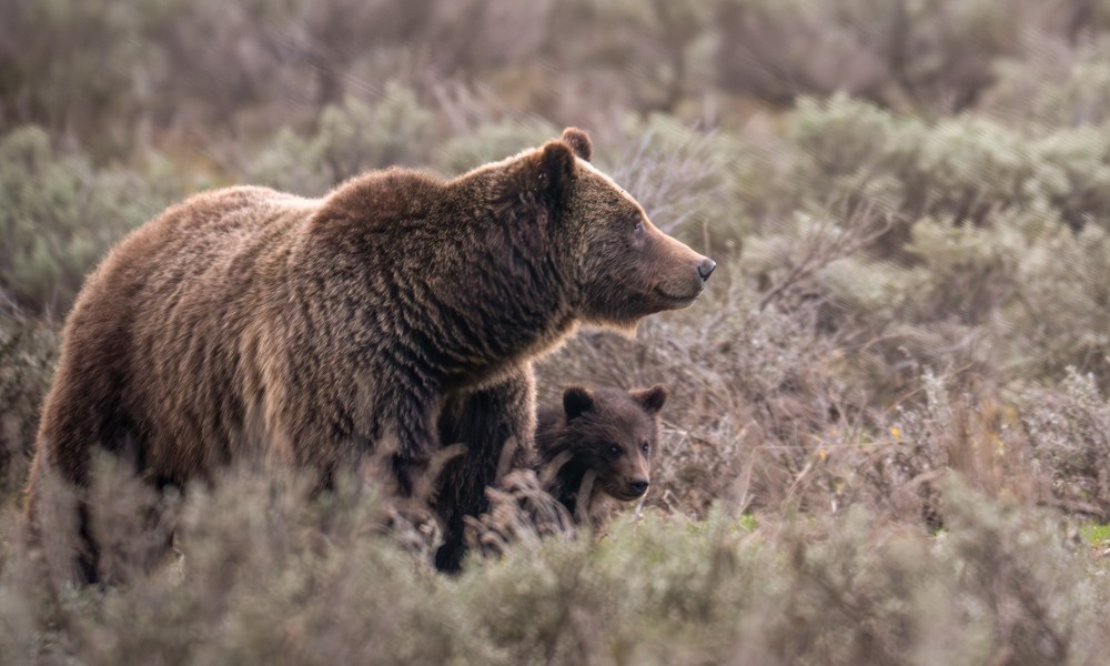 Bear 399 and her cub at Grand Teton National Park