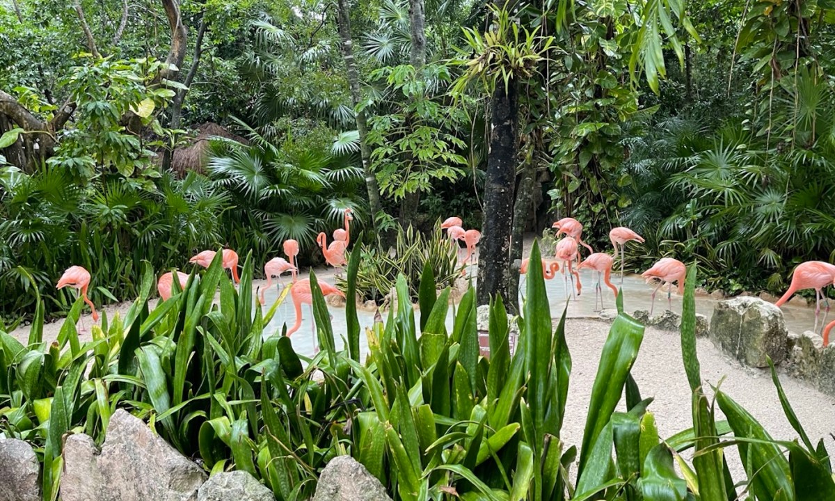 xcaret park guide flamingos at