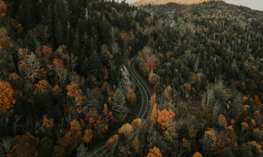 Road surrounded with tall and green trees during daytime, a beautiful drive through the Blue Ridge Mountains