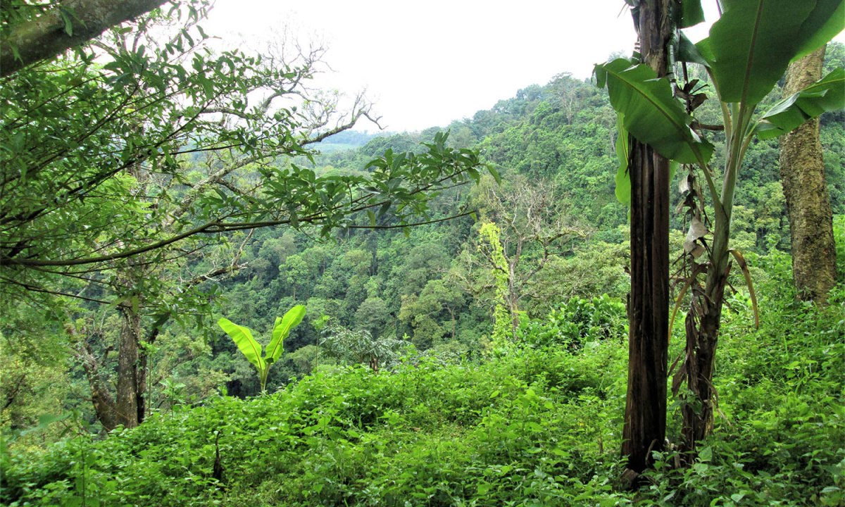 The dense jungle of the Darien Gap.