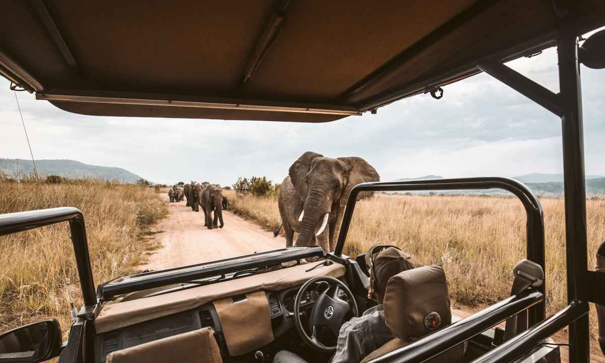 Man in a car on a safari with elephants in the background